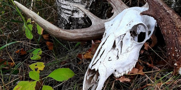 910x1351 deer, skull, antlers, outdoors, birch, wildlife, wallpaper