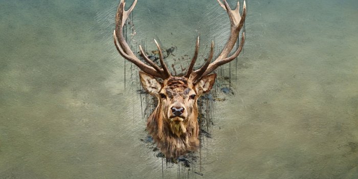 1920x1080 Best 44+ Deer Backgrounds for Windows 7 on HipWallpaper | Reindeer