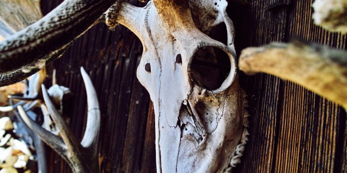 4704x3136 500+ Deer Skull Pictures [HD] | Download Free Images on Unsplash