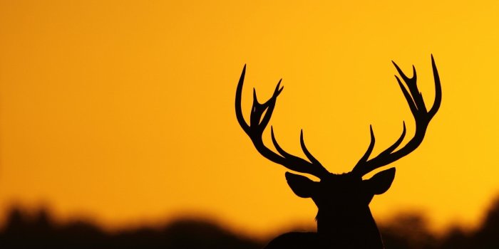 2560x1600 Black and white bird painting, deer, antlers, nature, silhouette