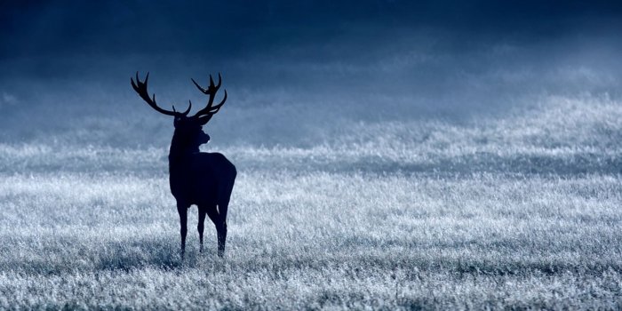 1920x1080 45+ Deer Wallpapers HD