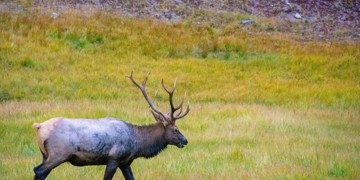 5730x3622 500+ Deer Skull Pictures [HD] | Download Free Images on Unsplash