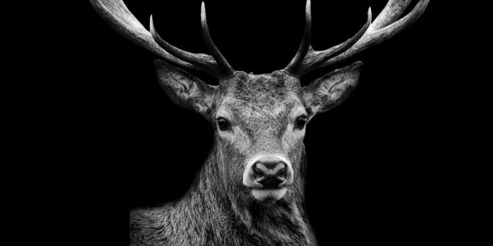 1125x2436 Deer iPhone Wallpapers - Top Free Deer iPhone Backgrounds