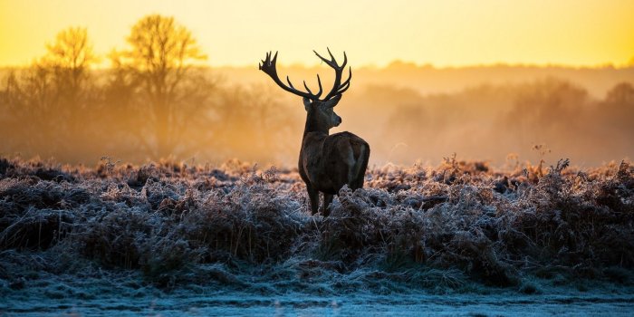 1920x1080 Whitetail Deer Wallpaper ·① WallpaperTag