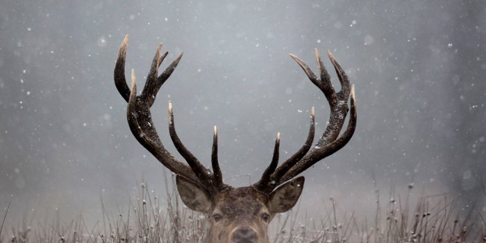 1440x849 Wallpaper Deer - Picserio.com