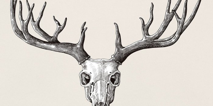 1400x1400 Hand drawn deer antler isolated | Royalty free illustration - 411037