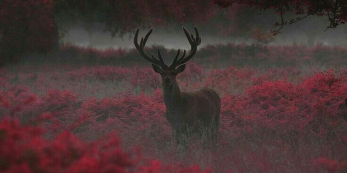 736x1105 war Of The Worlds~ - Deer Aesthetics (#1151563) - HD Wallpaper