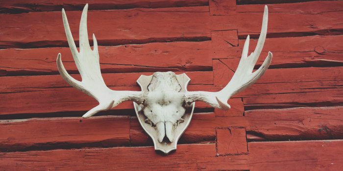 3840x2560 wall skull horn and antler hd 4k wallpaper and background