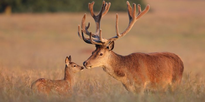 2560x1440 Best 53+ Deer Antler Background on HipWallpaper | Reindeer