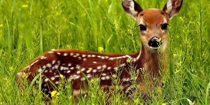 1920x1440 Cute Small Baby Hd Wallpaper Download Cute Little Red - Cute Red