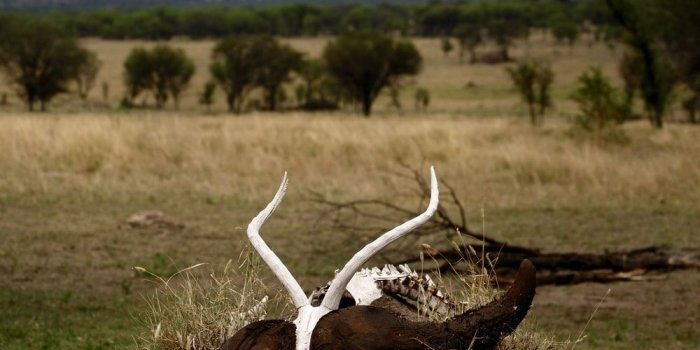 1000x1500 Animal Skull Pictures | Download Free Images on Unsplash