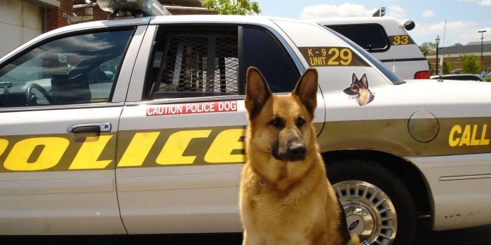 1280x1024 Download wallpaper 1280x1024 dog, sheepdog, police, car standard 5