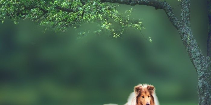 1024x768 Shetland Sheepdog Wallpaper Hd, Hd Wallpapers & backgrounds