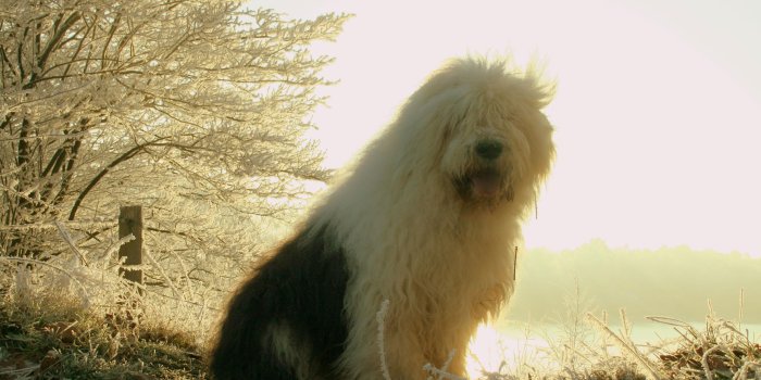 3456x2304 Sheepdog Wallpaper , Free Stock Wallpapers on ecopetit.cat