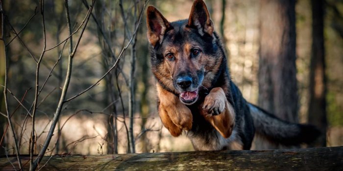 1366x768 Police K9 Wallpaper , Free Stock Wallpapers on ecopetit.cat