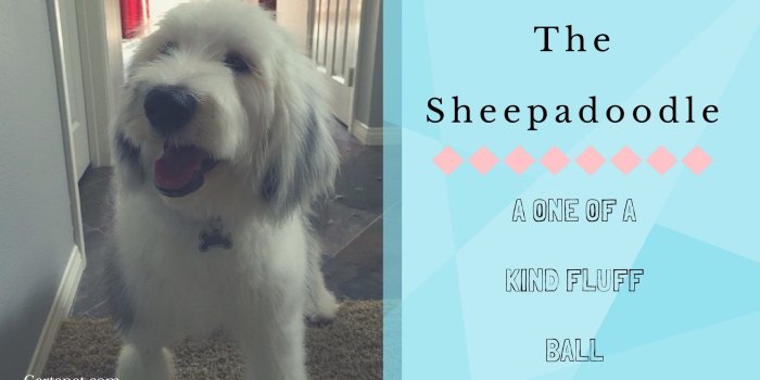 1920x1080 Sheepdog Police wallpapers - HD wallpaper Collections