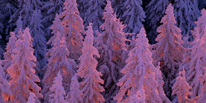 1900x1278 Life in Color: Purple, Purple Pictures -- National Geographic