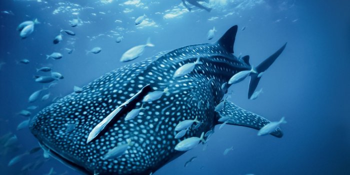 1920x1200 National Geographic Wallpaper Set 2 « Awesome Wallpapers