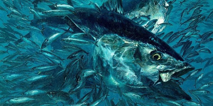 1000x1000 Bluefin Tuna Wallpaper Wall Mural - Self-Adhesive - Multiple Sizes