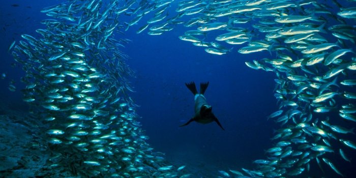 1600x1200 fish national geographic underwater 1600x1200 wallpaper High