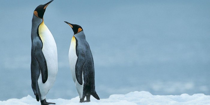 1600x900 50+ HD 4K National Geographic Wallpapers 1080p For Desktop (2020