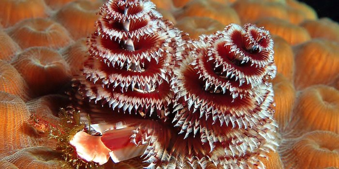 1920x1200 nature, Lake, Landscape, Reflection, Fog, National, Geographic