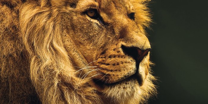 2732x2732 mu49-national-geographic-nature-animal-lion-yellow-wallpaper