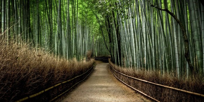 1920x1440 japan landscapes nature forest bamboo path national geographic