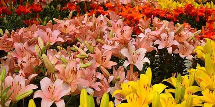 2560x1920 Garden Of Lilies Wallpapers