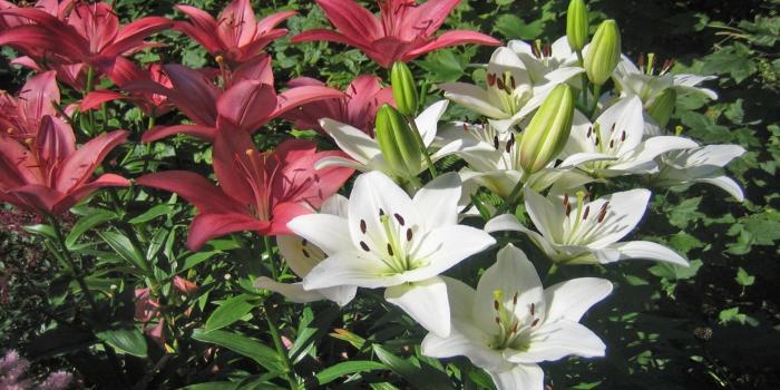 1920x1080 Garden Of Lilies Wallpapers