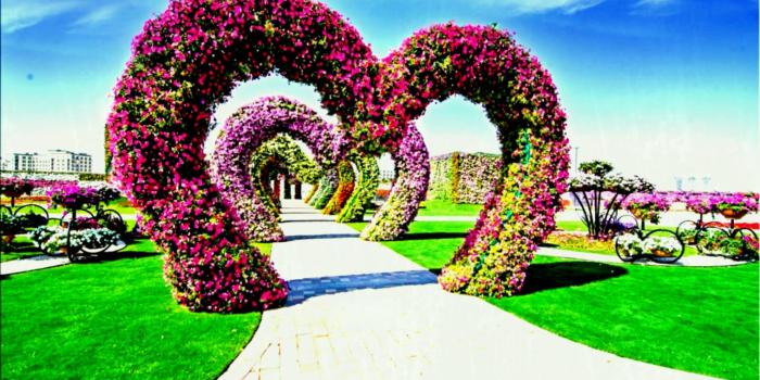 1516x1026 Flowers Garden Lily Roses Free Wallpapers Hd For Desktop - Garden