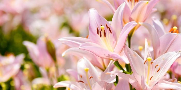 1332x850 Wallpaper light, flowers, background, Lily, petals, garden, gentle