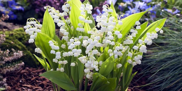 2550x1594 Free download wallpaperwiki Flowers lily valley blossoms pearls