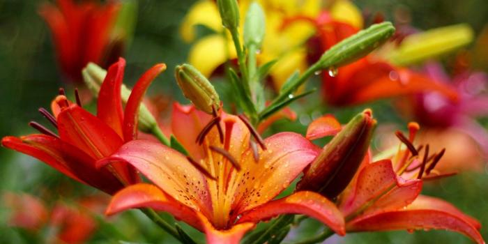 1332x850 Wallpaper flowers, Lily, garden, orange images for desktop