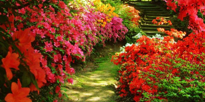 1600x1200 Free download Flower Garden Backgrounds [1600x1200] for your