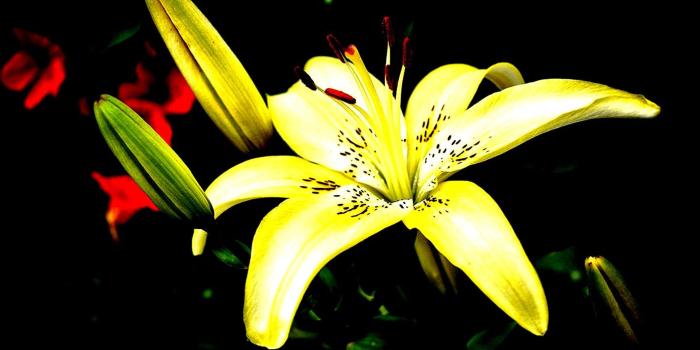 2560x1600 Beautiful Lily Garden Flower Nature High Contrast Hd Wallpaper