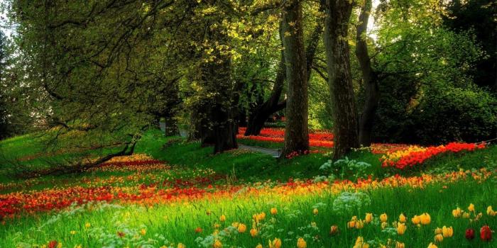 1600x900 flowers wallpapers hd 1600x900 8 Flowers wallpapers hd 1600x900