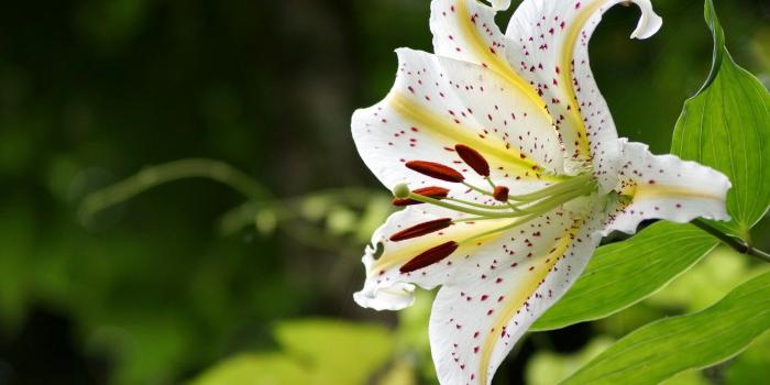1332x850 Wallpaper flower, leaves, background, Lily, garden, stamens, white