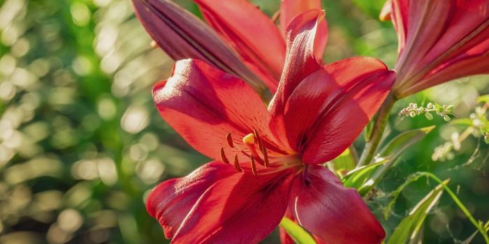 1332x850 Wallpaper greens, summer, light, flowers, Lily, garden, red, buds