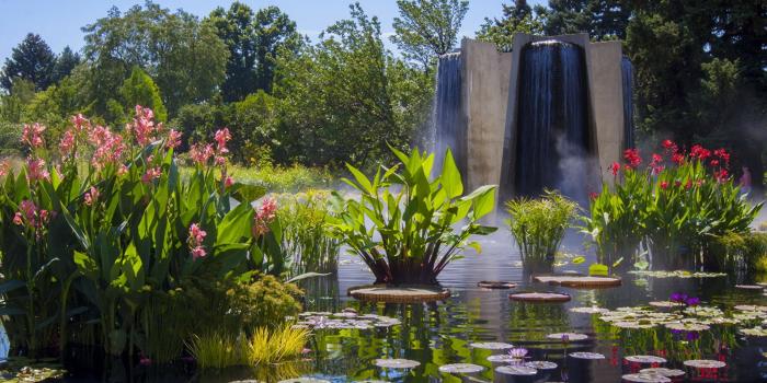 1920x1280 Wallpaper USA Nature Pond Gardens Nymphaea 1920x1280