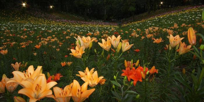 1920x1080 Garden Of Lilies Wallpapers