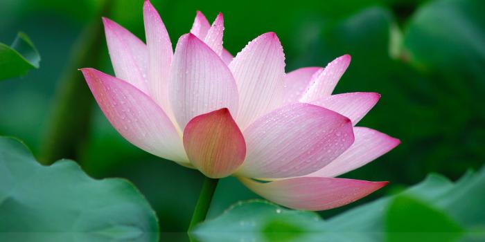 2560x1600 nature, Flower, Garden, Wild, Pink, Lily, Lotus, Hd, Wallpaper
