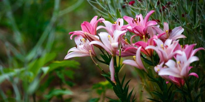 1332x850 Wallpaper summer, flowers, Lily, garden, pink, flowerbed