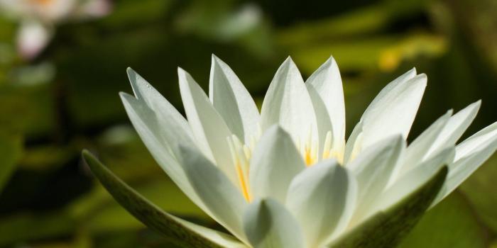 2048x2048 Water Garden Desktop Wallpaper Gallery – Loch Ness Water Gardens