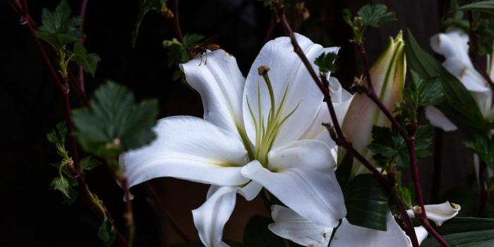 1332x850 Wallpaper branches, the dark background, OSA, Lily, garden, white