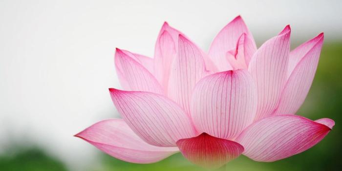 1600x900 Garden Of Lilies Wallpapers