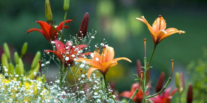 1332x850 Wallpaper summer, flowers, Lily, Spring, garden, beautiful, summer