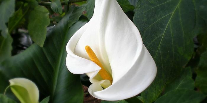 910x885 HD wallpaper: white calla lily flower, cala, lilly, petal, garden