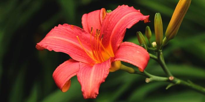 1332x850 Wallpaper flower, leaves, the dark background, Lily, garden, red