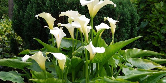 1680x1050 White Callas in the garden HD wallpaper | Garden, Botanical